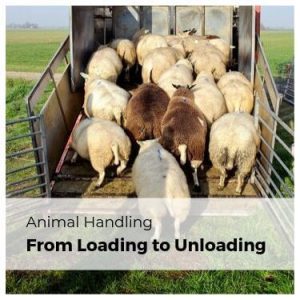 Animal Handling from Loading to Unloading