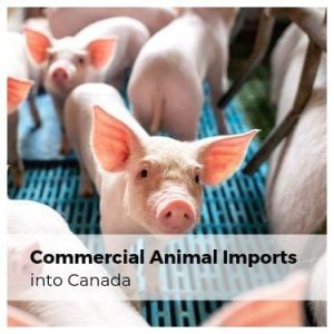 Commercial Animal Imports into Canada