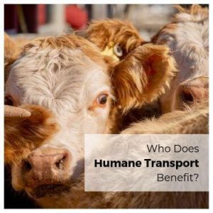 Who Does Humane Transport Benefit